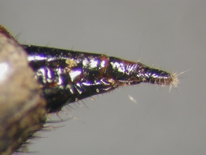 Tolmerus cowini - Ovipositor