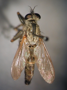 Tolmerus cowini - dorsal