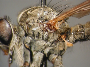 Tolmerus cowini - Thorax - lateral