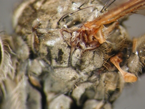 Tolmerus cowini - Pleuren - lateral