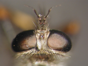 Tolmerus cowini - head - dorsal