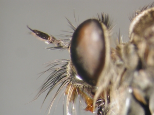 Tolmerus cowini - head - lateral