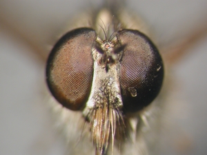 Tolmerus cowini - head - frontal