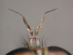 Tolmerus cowini - Antenne
