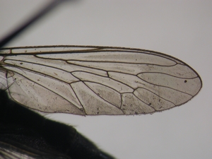 Tolmerus cowini - Flügel