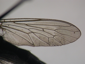 Tolmerus cowini - Wing