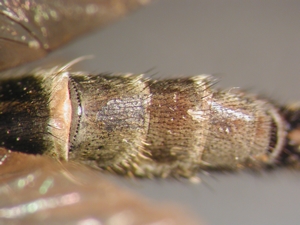 Tolmerus cowini - Abdomen - dorsal