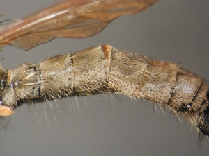 Tolmerus cowini - Abdomen - lateral