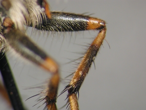 Tolmerus cowini - front leg - anterior