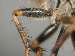 Tolmerus cowini - front leg - posterior