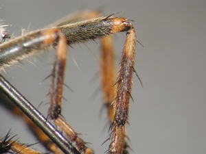 Tolmerus cowini - Hind leg - anterior