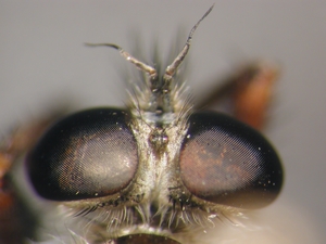 Tolmerus micans - head - dorsal