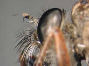 Tolmerus micans - head - lateral