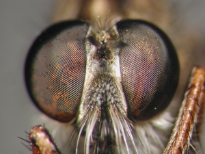 Tolmerus micans - head - frontal