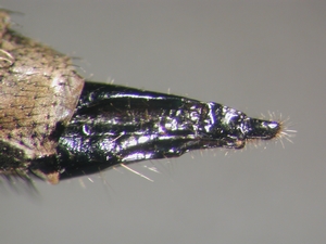 Tolmerus micans - Ovipositor - lateral