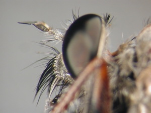 Tolmerus micans - head - lateral