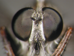 Tolmerus micans - head - frontal