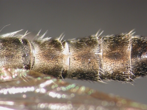 Tolmerus micans - Abdomen - dorsal