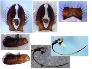 Fig. 45: Tolmerus pyragra: Aedeagus