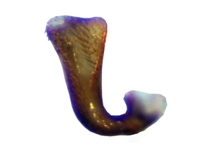 Fig. 44: Tolmerus pyragra: Gonostylus