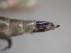 Tolmerus pyragra - Ovipositor - lateral