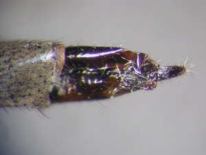 Tolmerus pyragra - Ovipositor - lateral