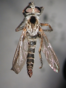 Tolmerus pyragra - dorsal