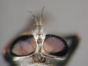 Tolmerus pyragra - head - dorsal