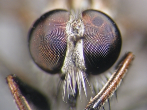 Tolmerus pyragra - head - frontal