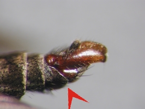 Abb. 39: Tolmerus pyragra: Hypopygium lateral