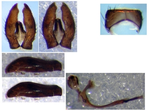 Abb. 41: Tolmerus pyragra: Aedeagus