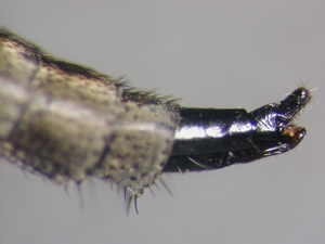 Tolmerus strandi - Ovipositor - lateral