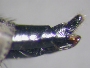 Tolmerus strandi - Ovipositor - lateral