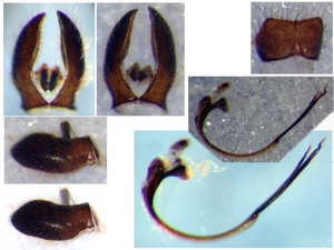 Fig. 41: Tolmerus pyragra: Aedeagus