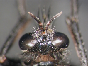 Dasypogon diadema - head - dorsal