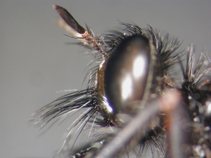 Dasypogon diadema - head - lateral