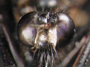 Dasypogon diadema - head - frontal