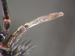 Dasypogon diadema - Antenna