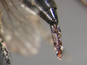 Leptarthrus brevirostris: Ovipositor