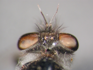 Leptarthrus brevirostris - head - dorsal