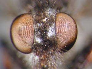 Leptarthrus brevirostris - head - frontal