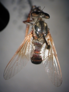 Leptarthrus vitripennis - dorsal