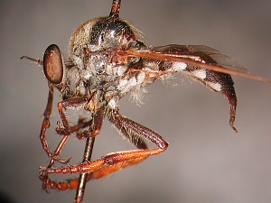 Leptarthrus vitripennis - lateral