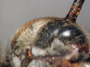 Leptarthrus vitripennis - Scutum - lateral