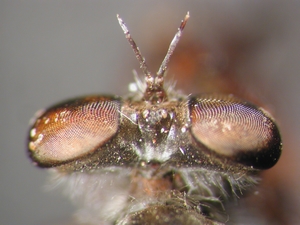 Leptarthrus vitripennis - head - dorsal