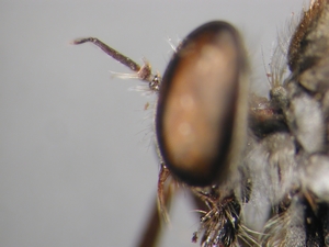 Leptarthrus vitripennis - head - lateral