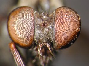 Leptarthrus vitripennis - head - frontal