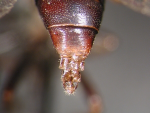 Leptarthrus vitripennis: Ovipositor