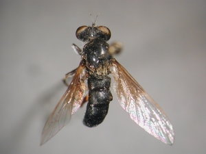 Leptarthrus vitripennis: dorsal