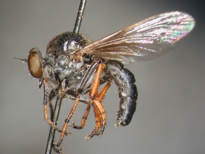 Leptarthrus vitripennis - lateral